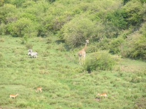 View from Salt Springs