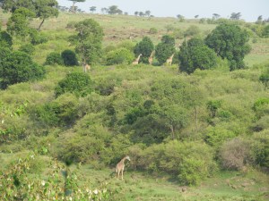 View from Salt Springs Mara Camp
