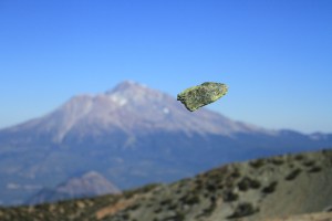 IMG_1734